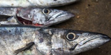 OPINIÓN | Come sano, come jurel peruano