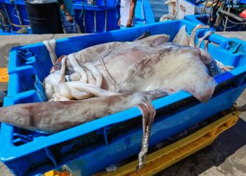 Calamasur saluda aprobación de propuestas peruanas en favor del calamar