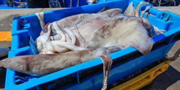 Calamasur saluda aprobación de propuestas peruanas en favor del calamar