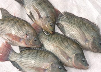 Sanipes capacitará y difundirá medidas de prevención en San Martín ante presencia del Streptococcus agalactiae en el cultivo de tilapia
