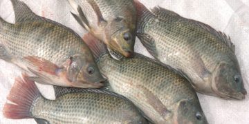 Sanipes capacitará y difundirá medidas de prevención en San Martín ante presencia del Streptococcus agalactiae en el cultivo de tilapia