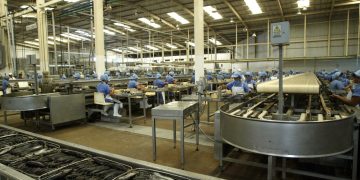 Estimaciones de IFFO para la producción de harina y aceite de pescado en 2024