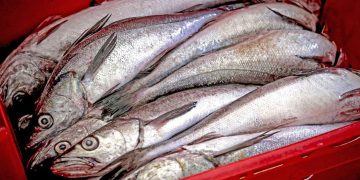 Produce establece veda del recurso merluza