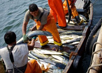 Nuevo Reglamento de la Ley General de Pesca favorecerá la competitividad del sector