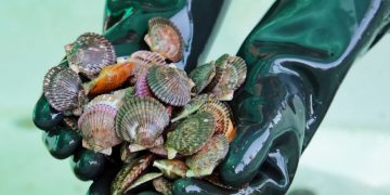 Áncash: desarrollan tecnología a base de conchas de abanico para reducir contaminación