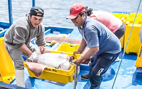 Produce estableció límite de captura de recurso pota