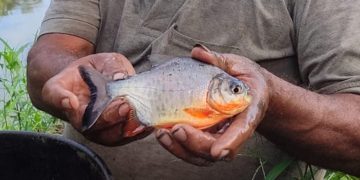 Produce capacita a acuicultores de la costa en el cultivo de peces amazónicos