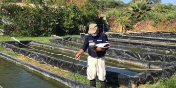 FONDEPES lanza nuevo manual de cultivo de tilapia para fortalecer la acuicultura nacional