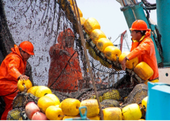 Perú consolida su liderazgo en pesca sostenible: Temporada de anchoveta 2025 avanza con base científica y compromiso social