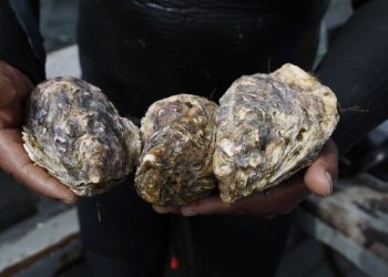 FONDEPES y SANIPES coordinan acciones para habilitación sanitaria de laboratorio para cultivo de ostras del Pacífico en Áncash