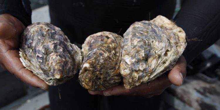 FONDEPES y SANIPES coordinan acciones para habilitación sanitaria de laboratorio para cultivo de ostras del Pacífico en Áncash