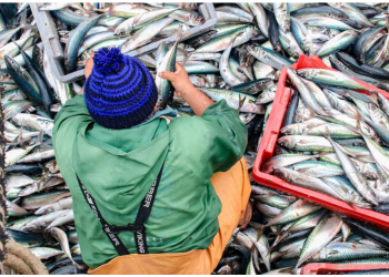Región Ica bajo lupa por fuerte presencia de pesca ilegal, revela la Sociedad Nacional de Pesquería
