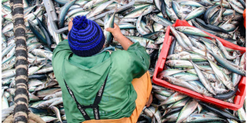 Región Ica bajo lupa por fuerte presencia de pesca ilegal, revela la Sociedad Nacional de Pesquería