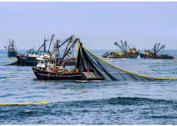 Pesca de anchoveta 2025: tres puertos concentran casi la mitad de los desembarques