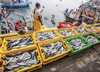 Sanipes fortalece en buenas prácticas a 170 pescadores de dos ciudades del país impulsando el consumo de productos hidrobiológicos seguros