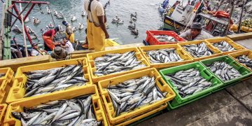 Sanipes fortalece en buenas prácticas a 170 pescadores de dos ciudades del país impulsando el consumo de productos hidrobiológicos seguros