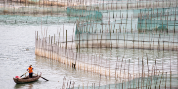 Tendencias globales positivas en la producción de ingredientes marinos durante los tres primeros trimestres de 2025