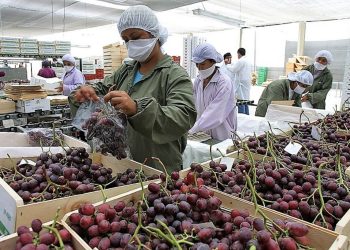 Produce: Más de 3,600 servicios tecnológicos fortalecieron a unidades productivas de pesca, acuicultura y agroindustria en el norte del país