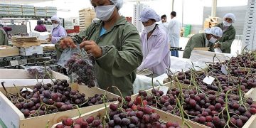 Produce: Más de 3,600 servicios tecnológicos fortalecieron a unidades productivas de pesca, acuicultura y agroindustria en el norte del país