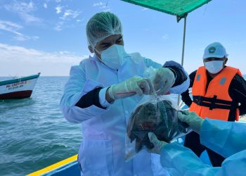 PRODUCE optimiza la gestión sanitaria de moluscos bivalvos para proteger la salud pública y fortalecer la competitividad del sector