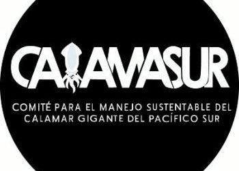 CALAMASUR advierte sobre la pesca sin límites del calamar gigante en el Pacífico Sur y llama a una gestión sostenible en altamar