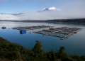 La salmonicultura en Chile cierra 2025 con números azules