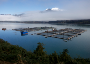 La salmonicultura en Chile cierra 2025 con números azules