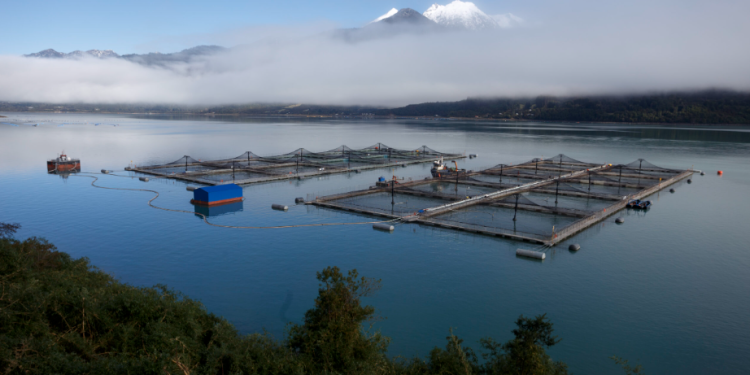 La salmonicultura en Chile cierra 2025 con números azules
