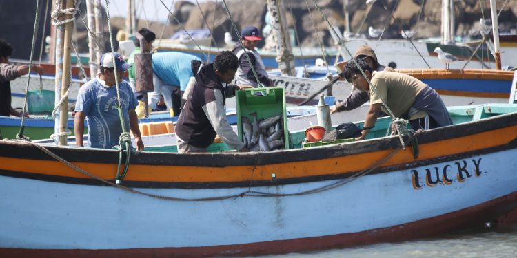 PRODUCE fortalece la cadena pesquera y acuícola con impulso tecnológico y control sanitario en el Callao