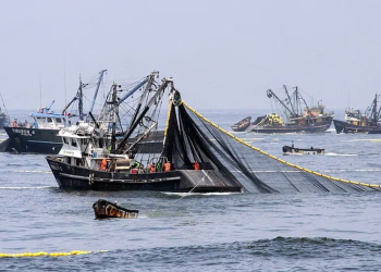Pesca de anchoveta: temporada 2025 estaría por concluir, ¿qué se espera ahora?
