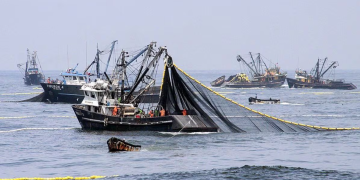Pesca de anchoveta: temporada 2025 estaría por concluir, ¿qué se espera ahora?