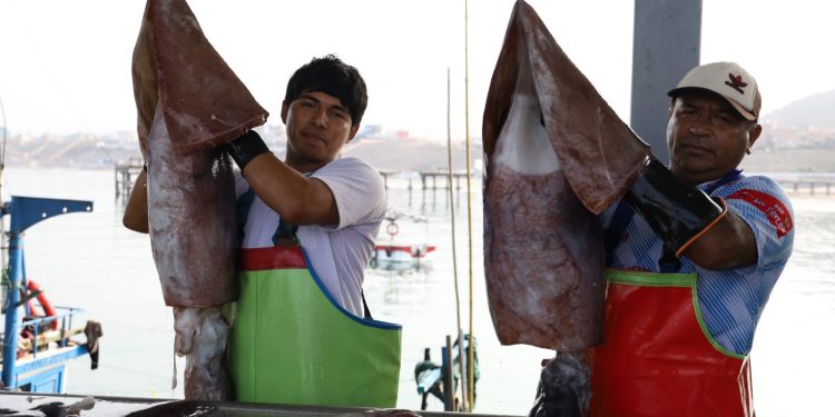 PRODUCE: Nuevo DPA de Chancay acumula más de 520 toneladas de desembarque de productos hidrobiológicos desde su inauguración