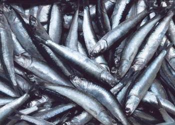 El Niño Costero en Perú: el impacto económico que dejó en la pesca y el agro en años anteriores