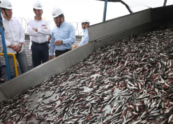 Pesca de anchoveta alista campaña 2026 tras cerrar temporada con 97,91% de cuota cumplida