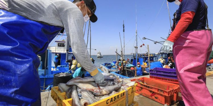 Perú consolida más de US$ 1,880 millones en exportaciones hidrobiológicas gracias a certificación sanitaria de Sanipes