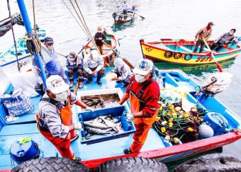 Exportaciones pesqueras superan los US$ 1214 millones en primer trimestre impulsadas por mayor certificación sanitaria