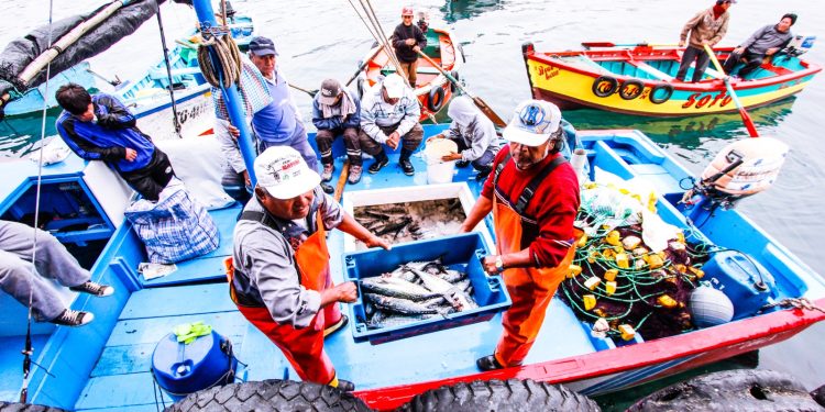 Tacna fortalece su comercio pesquero con capacitación sanitaria a 50 operadores para exportación e importación