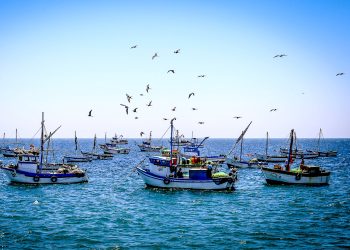 Día del Pescador: Sanipes entregó 30 habilitaciones sanitarias a pescadores de Arequipa impulsando la formalización y el comercio hidrobiológico