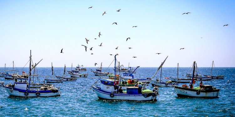 Día del Pescador: Sanipes entregó 30 habilitaciones sanitarias a pescadores de Arequipa impulsando la formalización y el comercio hidrobiológico