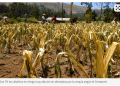 El Niño pone en riesgo 1.4 millones de hectáreas agrícolas por sequía en Perú