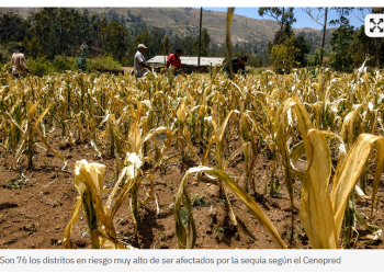 El Niño pone en riesgo 1.4 millones de hectáreas agrícolas por sequía en Perú
