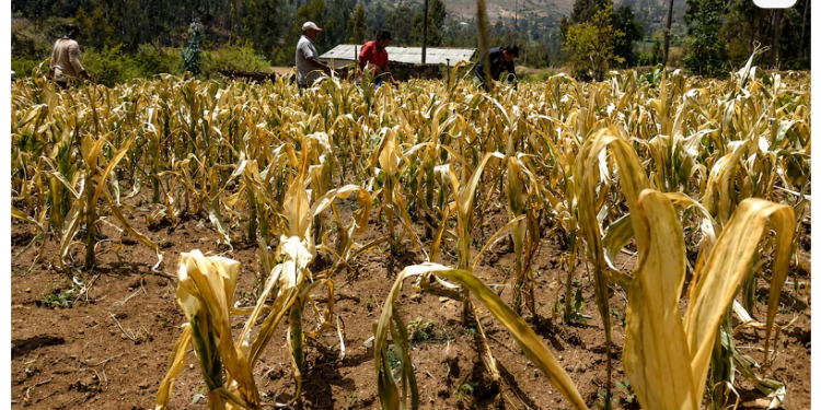 El Niño pone en riesgo 1.4 millones de hectáreas agrícolas por sequía en Perú