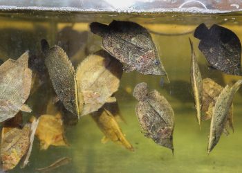 Peces ornamentales de la Amazonía ingresan a mercados internacionales con respaldo sanitario de PRODUCE