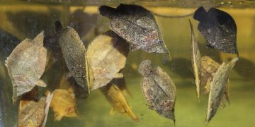 Peces ornamentales de la Amazonía ingresan a mercados internacionales con respaldo sanitario de PRODUCE
