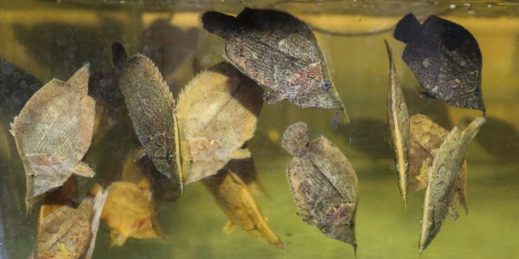 Peces ornamentales de la Amazonía ingresan a mercados internacionales con respaldo sanitario de PRODUCE