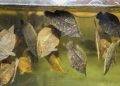 Peces ornamentales de la Amazonía ingresan a mercados internacionales con respaldo sanitario de PRODUCE